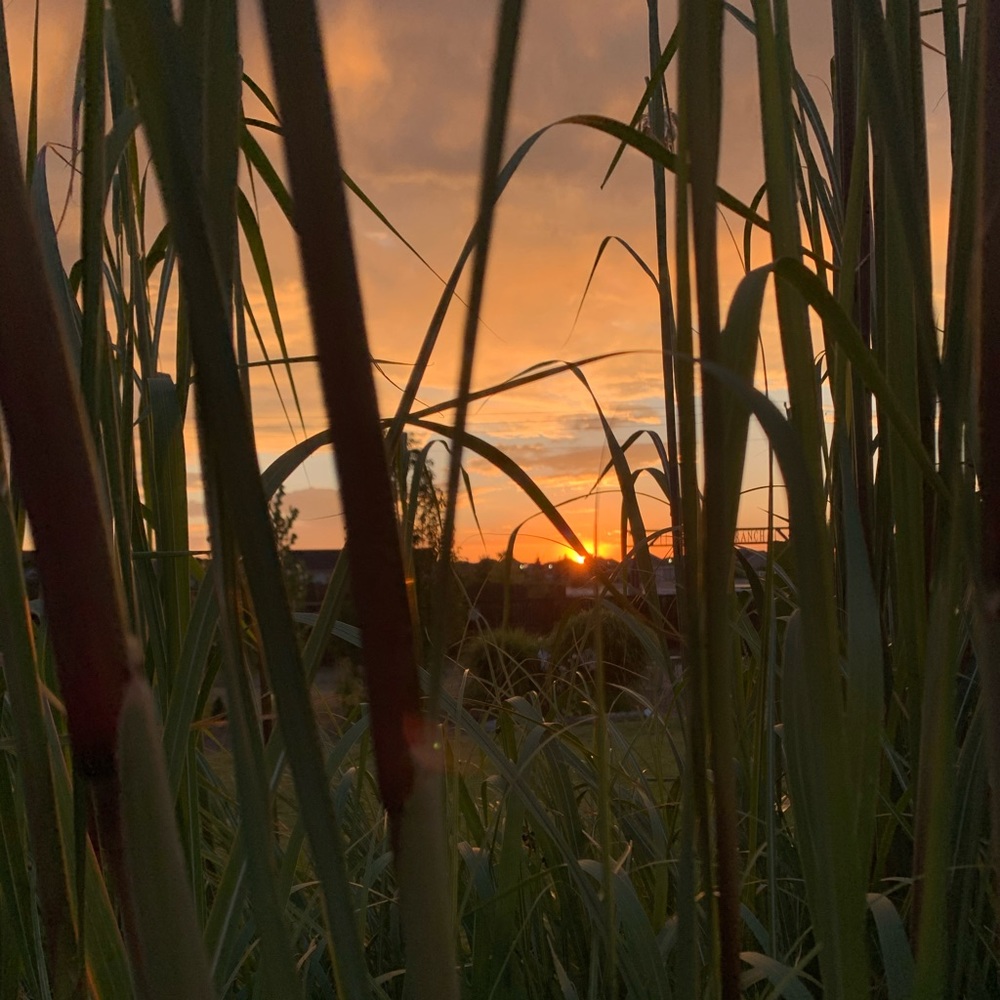 Meet your Posher, Lillie